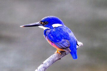 Azure Kingfisher perched on branch