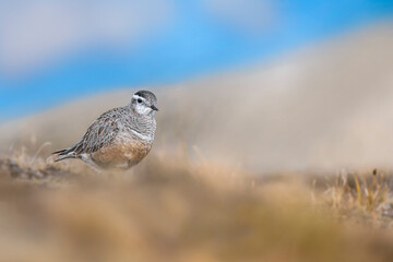 The Eurasian dotterel in the wild Alps (Charadrius morinellus)