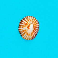 Flat Lay isolated image of a coastal seashell on a blue background