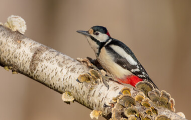 Great Spotted Woodpecker - Dendrocopos major - male in the wet forest in winter