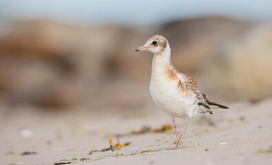 Black-headed Gull - Chroicocephalus ridibundus - juvenile bird on a sea cost 