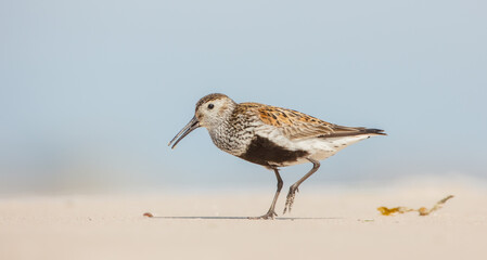 Dunlin - Calidris alpina - adult bird at a seashore on the autumn migration way