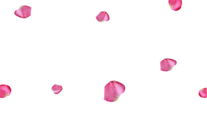 Pink rose petals 