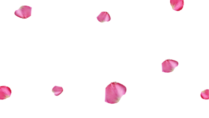 Pink rose petals 