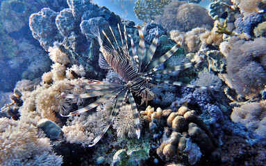 Underwater macro photography of the poisionous and dangerous lionfish at a coral reef in beautiful light