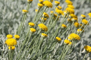 サントリナの葉と花