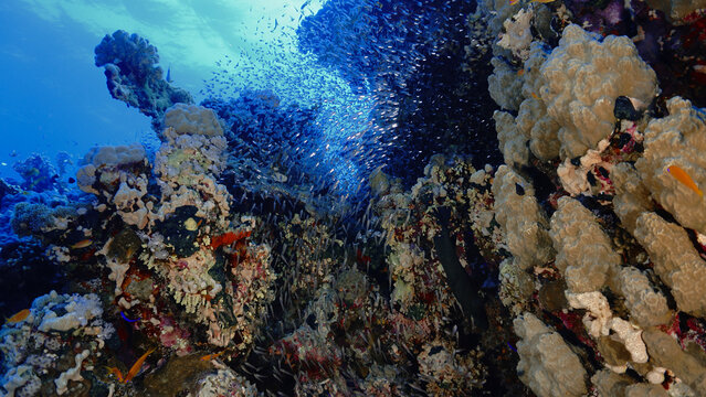 Underwater photo of a colorful coral reef