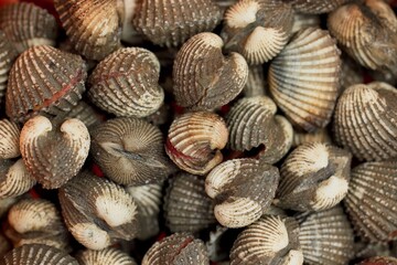 The Shells Still Life