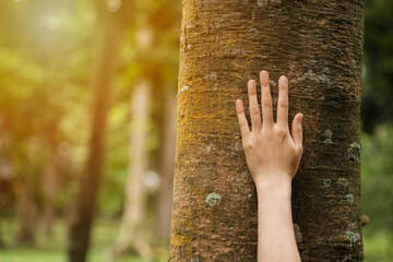 Love nature concept. Human hand touching tree in rainforest.