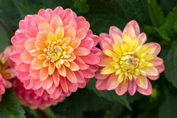 Fototapeta premium Gorgeous pink dahlias. Gardening, perennial flowers. Floral background.