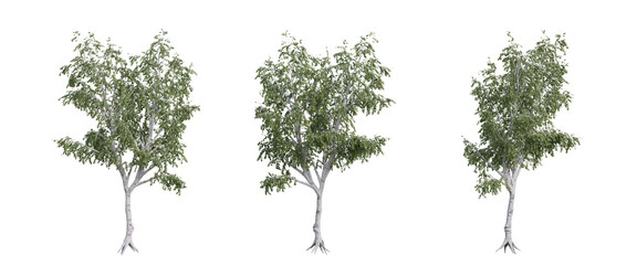 tree isolated on transparent background , tree 3d render