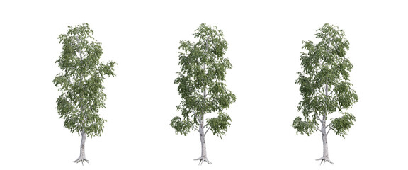 tree isolated on transparent background , tree 3d render