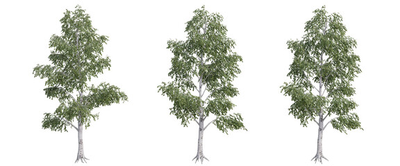 Fototapeta premium tree isolated on transparent background , tree 3d render