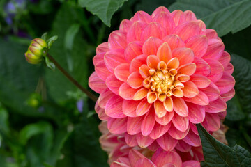 Fototapeta premium Gorgeous pink dahlias. Gardening, perennial flowers. Floral background.