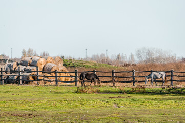 Horses in a fenced area on autumn grazing.