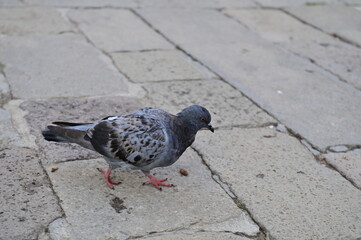pigeon on the ground