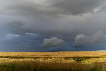 Fototapeta na wymiar Wheat field before a thunderstorm. Landscape with field before heavy rain