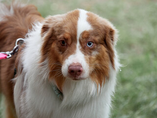 Australian Shepherd with different colored eyes. Shepherd dog.