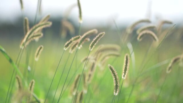 風に揺れるエノコログサ