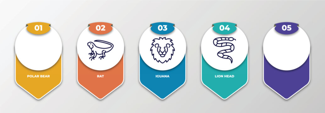 infographic template with thin line icons. infographic for animals concept. included polar bear, rat, iguana, lion head, coral snake editable vector.