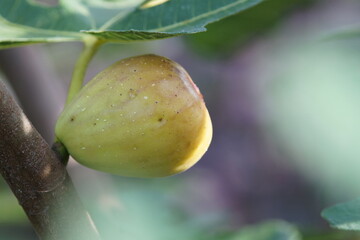 熟したイチジク　ホワイトゼノア　9月中旬