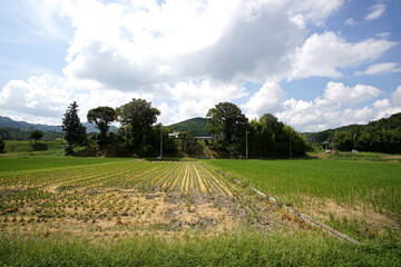 イネ刈りが終わった水田　丹波篠山市　コシヒカリ　9月中旬