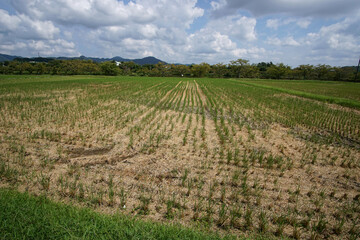 Fototapeta premium イネ刈りが終わった水田 丹波篠山市 コシヒカリ 9月中旬