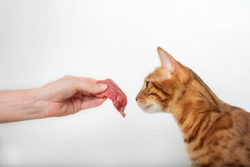 A woman's hand gives a piece of raw meat to a domestic cat.