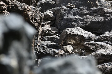 rocks in the mountains 