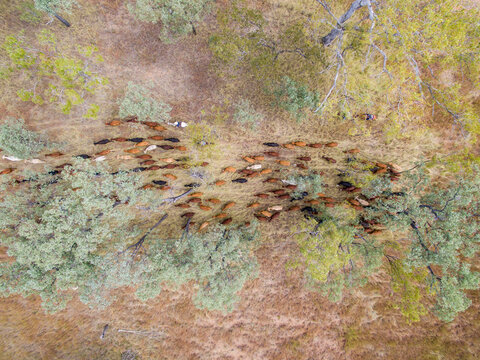 Aerial view of cattle being mustered.