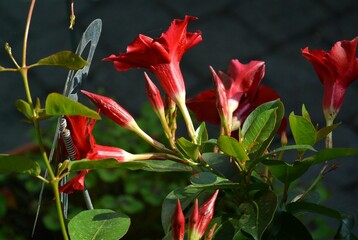 Close-up shot of red Chinese trumpet vine flowers in a garden