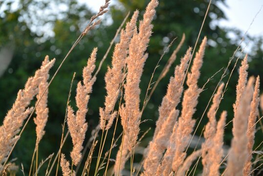 Close-up shot of calamagrostis growing in a field