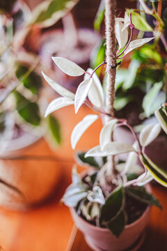 ornamental indoor climbing plant in a pot