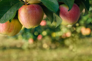 red apples on branch in garden ready to harvest