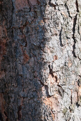Old wood pine bark texture or background.