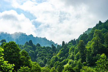 Lush forest landscape in Caucasus mountains near Bakhmaro, Chokhatauri, Guria, Georgia