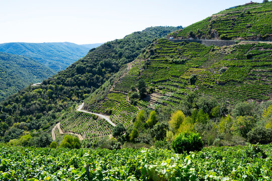 Aerial view of vineyards, Ribeira Sacra, Ourense, Galicia, Spain
