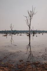 Siem Reap, Cambodia - March 19th, 2020 : dead trees coming out of the lake water and lakeshore and forest in the background