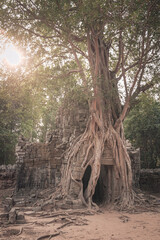 Strangler fig tree overgrowing on a ruin temple in Angkor Wat Archeological Complex, Siem Reap, Cambodia