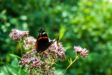 Red admiral or vanessa atalanta butterfly pollinating a wildeflower with another yellow butterfly in the background at Bovec, Slovenia