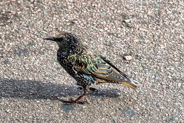 European or common starling (Sturnus vulgaris) in United Kingdom