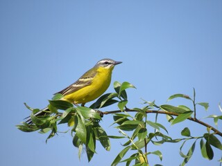 bird on the branch