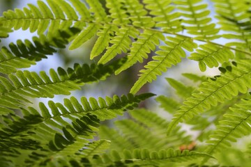 fern leaves