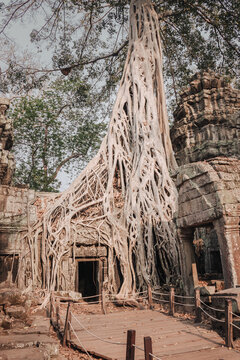 Strangler fig tree overgrowing on a ruin temple in Angkor Wat Archeological Complex, Siem Reap, Cambodia