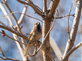 Sparrow sits on a branch without leaves.