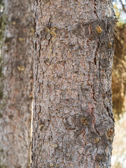 Bark texture and background of a old fir tree trunk. Detailed bark texture. Natural background
