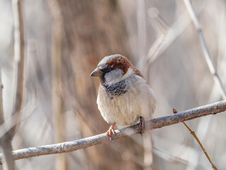 Sparrow sits on a branch without leaves.