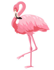 Pink flamingo vector illustration isolated on white background. Flamingo is a large waterfowl