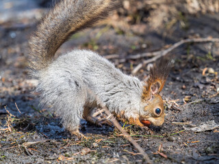 Squirrel in autumn or spring hides nuts on the green grass with fallen yellow leaves