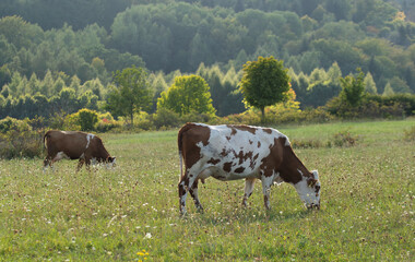 Krowy na pastwisku w Bieszczadach. © Adam Sadlak